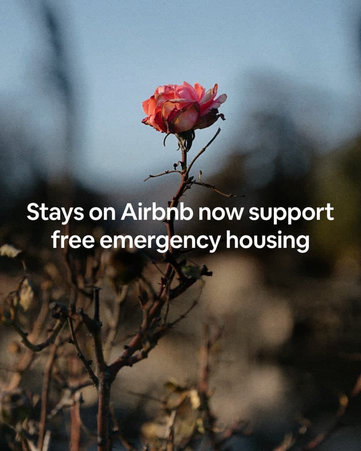 A single rose on a bare branch. Caption: Stays on Airbnb now support free emergency housing.